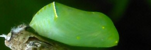 Pupae